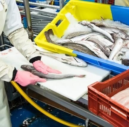 Eurobarmetro: inqurito revela que portugueses continuam a liderar consume de peixe e produtos do mar apesar da crise da COVID-19