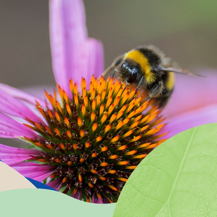 Perguntas e respostas: Estratgia de Biodiversidade da UE para 2030, Trazer a natureza de volta s nossas vidas 