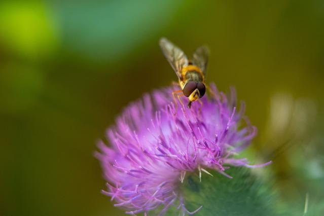 Estratégia do Prado ao Prato: Estados-Membros aprovam proposta da Comissão de redução dos limiares de resíduos de pesticidas para proteger melhor as abelhas