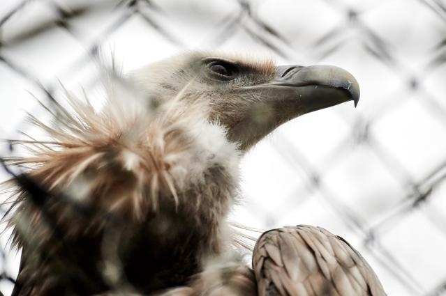 Bem-estar dos animais: Comisso apela a contributo na consulta pblica para reviso da legislao