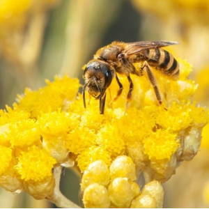 Travar a perda de biodiversidade e criar um sistema alimentar saudvel e sustentvel