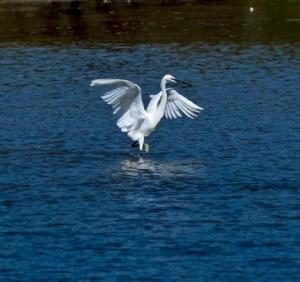 Biodiversidade: novas orientaes para defesa das espcies protegidas pela Diretiva Habitats