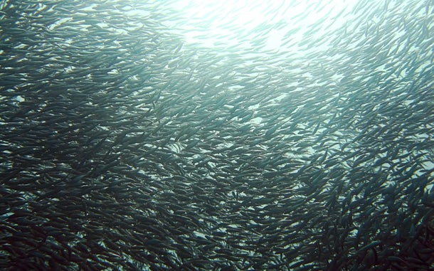Comisso levanta o carto amarelo contra a Tailndia, tendo em conta a ao deste pas contra a pesca ilegal 