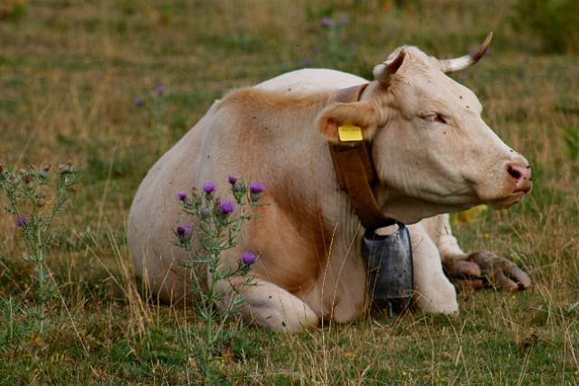Coronavrus: Comisso pronta a prosseguir apoio ao setor agroalimentar da UE